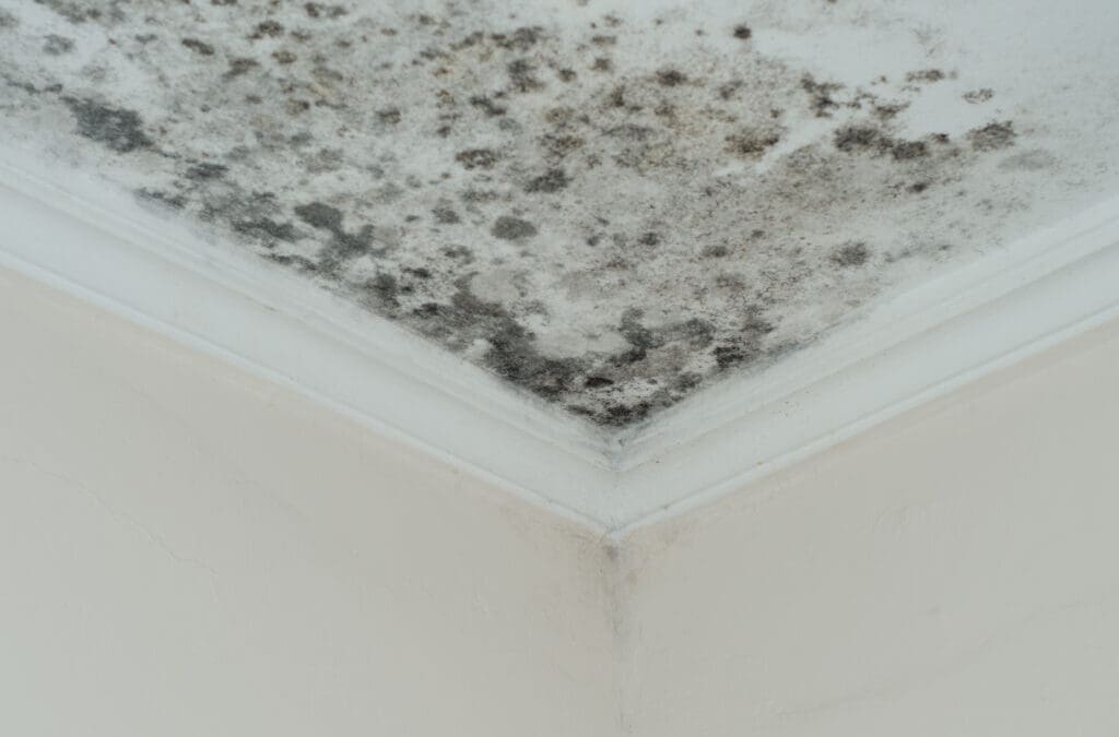 How to remove mould from walls