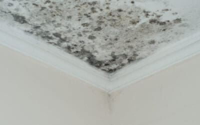 How to remove mould from walls