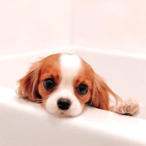 Dog Wash & Sanitizers